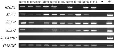 Development of an Immortalized Porcine Fibroblast Cell Panel With Different Swine Leukocyte Antigen Genotypes